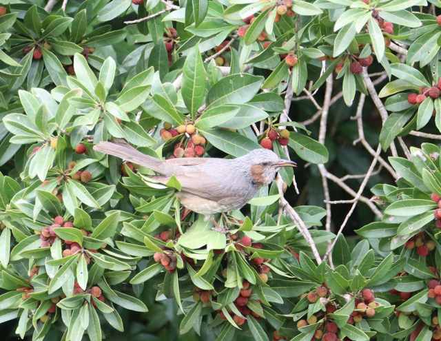 樹上で、やまももく～、ゴール！ - 兵庫県立人と自然の博物館（ひとは